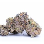 Runtz Strain